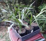 Cordyline stricta