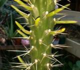 Cactus Opuntia Subulata - Eve's Needle