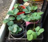 Strawberry Plants