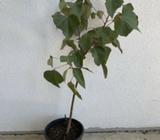 Native seed-grown Kurrajong Tree approx 2ft