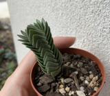 Crassula Buddha's Temple Succulent COLLECTOR