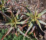 Large Spiralling Aloes in pots