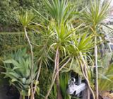 Various Succulents and Yukkas. Make an offer