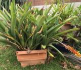 Plant - Maybe a Bromelaid