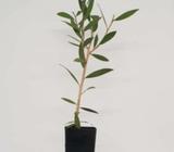 Pack of 8 Callistemon Mauve Mist