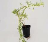Pack of 8 Myoporium Fine Leaf