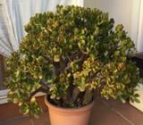 Well grown money tree