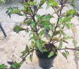 Coleus scutellariodes - Rodeo Drive