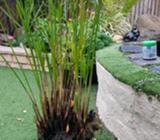 Egyptian Paper Plant or Cyperus papyrus L