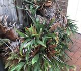 Staghorn Fern