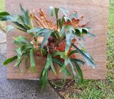 Mature Elkhorn Fern