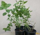 Tulsi Plant