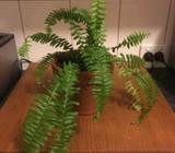 Bosten fern in pot