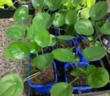 pilea peperomia chinese money Indoor Plant fresh stock