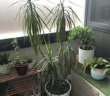 Red edge dracaena plant (pot included)