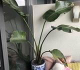 Birds of paradise plant (pot included)