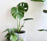 Lovely healthy hardy indoor plants for sale