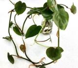 Heartleaf Philodendron Cuttings (with roots) MANY AVAILABLE