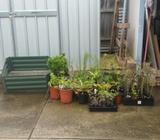 PLANTS FOR QUICK SALE