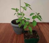 Indian Tulsi plants