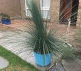 grass tree