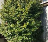 Established Camellia Tree