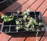 succulents for sale