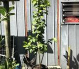 lemon & Lime tree sale with fruit