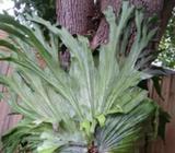 Huge staghorn