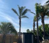 Palm trees for sale in patterns lakes