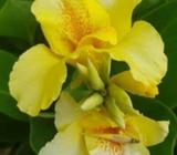 Canna Lily - yellow with orange spotted throat