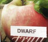 Dwarf apple