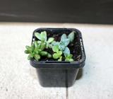 Assorted baby succulents