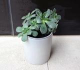 Echeveria in grey pot