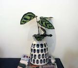 Calathea makoyana with pot