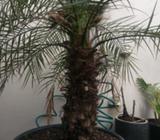 Plant for sale $70 paid $240