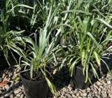 Plants - Pycnosorus globosus