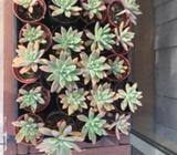 Succulent plants