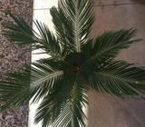 Cycad plant