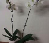 Orchids Phalaenopsis