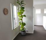 2.4m fiddle leaf fig