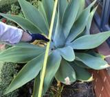 Agaves for sale