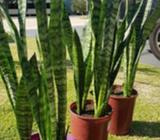 Mother in law tounges plants