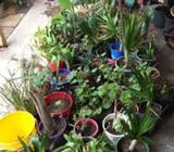 Plant sale