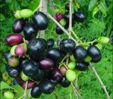 LARGE TUB OF JAMUN/JAMBOLAN/JAVA PLUM PLANTS