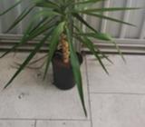 4 x yakka plants