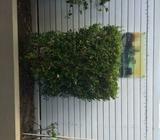 HIBISCUS TRIPLE YELLOW & JASMINE MURRAYA SHRUBS FOR SALE