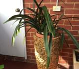 Indoor/ outdoor fern with cane holder