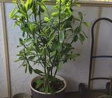 Saint Anthony plan and pot