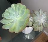 Present Idea Mexican Echeverias in a ceramic pot NEW
